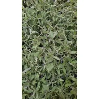 Compra TOMATE GORDO ENSALADA F-1 Injertado EPS104 en la tienda online Fito Agrícola