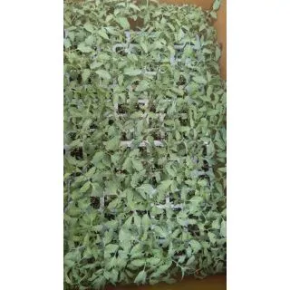 Compra TOMATE SIMONA F-1 EPS247 en la tienda online Fito Agrícola