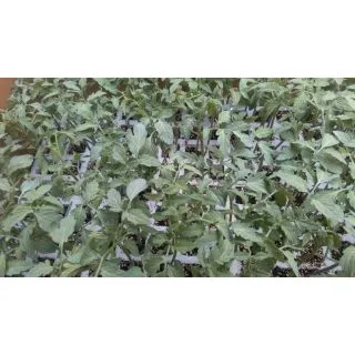 Compra TOMATE MUCHAMIEL EPS247 en la tienda online Fito Agrícola