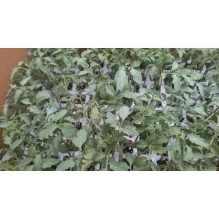 Compra TOMATE ELISEO F-1 EPS150 en la tienda online Fito Agrícola