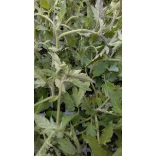 Compra TOMATE CORAZON DE TORO EPS247 en la tienda online Fito Agrícola