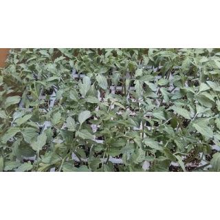 Compra TOMATE BOND F-1 EPS150 en la tienda online Fito Agrícola