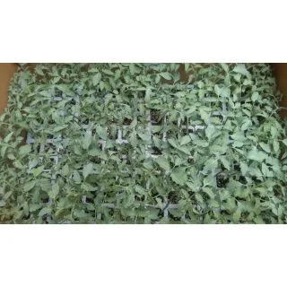 Compra TOMATE BODAR F-1 EPS247 en la tienda online Fito Agrícola