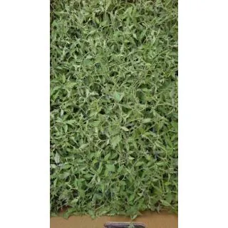 Compra TOMATE CHERRY DE PERA EPS150 en la tienda online Fito Agrícola