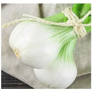 Compra CEBOLLA BABOSA MB50 en la tienda online Fito Agrícola