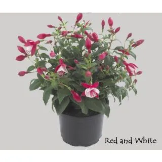 Compra FUCHSIA DIVA RED AND WHITE / CHERRY AND WHITE (126 Plantas). en la tienda online Fito Agrícola
