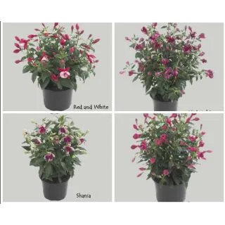 Compra FUCHSIA DIVA MIX (126 Plantas). en la tienda online Fito Agrícola
