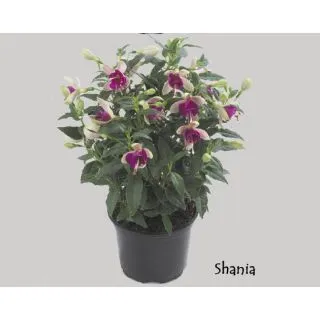 Compra FUCHSIA DIVA SHANIA (126 Plantas). en la tienda online Fito Agrícola