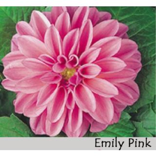Compra DAHLIA DAHLIETTA EMILY PINK (84 Plantas). en la tienda online Fito Agrícola