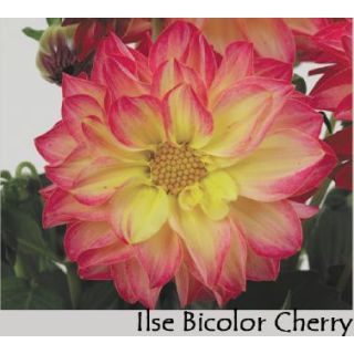 Compra DAHLIA DAHLIETTA ILSE CHERRY BICOLOR (84 Plantas). en la tienda online Fito Agrícola
