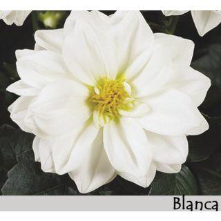 Compra DAHLIA DAHLIETTA BLANCA (84 Plantas). en la tienda online Fito Agrícola