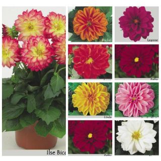 Compra DAHLIA DAHLIETTA MIX (84 Plantas). en la tienda online Fito Agrícola