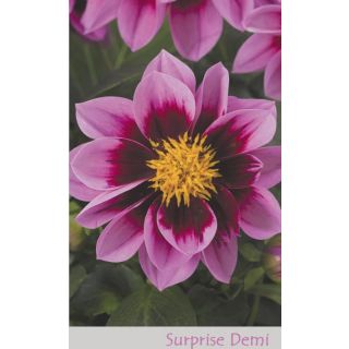 Compra DAHLIA DAHLIETTA SURPRISE DEMI (84 Plantas). en la tienda online Fito Agrícola