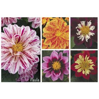 Compra DAHLIA DAHLIETTA SURPRISE MIX (84 Plantas). en la tienda online Fito Agrícola
