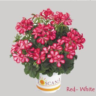 Compra GERANIO PELTATUM VILLETTA RED WHITE (126 Plantas). en la tienda online Fito Agrícola