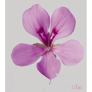 Compra GERANIO PELTATUM VILLETTA LILAC (126 Plantas). en la tienda online Fito Agrícola