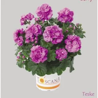 Compra GERANIO PELTATUM TOSCANA MEDIO LAVENDER (TESKE) (125 Plantas). en la tienda online Fito Agrícola