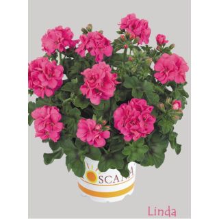 Compra GERANIO PELTATUM TOSCANA SUNFLAIR PINK (LINDA) (125 Plantas). en la tienda online Fito Agrícola