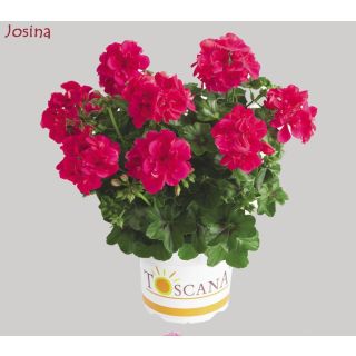 Compra GERANIO PELTATUM TOSCANA SUNFLAIR HOT PINK (JOSINA) (126 Plantas). en la tienda online Fito Agrícola