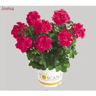 Compra GERANIO PELTATUM TOSCANA SUNFLAIR HOT PINK (JOSINA) (126 Plantas). en la tienda online Fito Agrícola