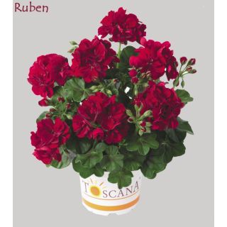 Compra GERANIO PELTATUM TOSCANA SUNFLAIR DARK RED (RUBEN) (125 Plantas). en la tienda online Fito Agrícola