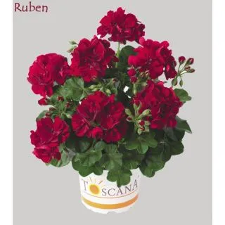 Compra GERANIO PELTATUM TOSCANA SUNFLAIR DARK RED (RUBEN) (125 Plantas). en la tienda online Fito Agrícola