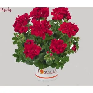 Compra GERANIO PELTATUM TOSCANA SUNFLAIR RED (PAULA) (125 Plantas). en la tienda online Fito Agrícola