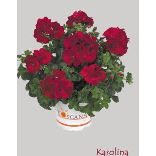 Compra GERANIO PELTATUM TOSCANA DARK RED (KAROLINA) (126 Plantas). en la tienda online Fito Agrícola