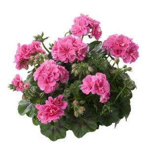 Compra GERANIO PELTATUM TOSCANA PRIMO PINK (ERKE) (125 Plantas). en la tienda online Fito Agrícola