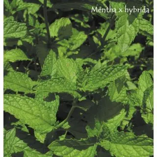 Compra MENTA SATIVA (84 Plantas). en la tienda online Fito Agrícola