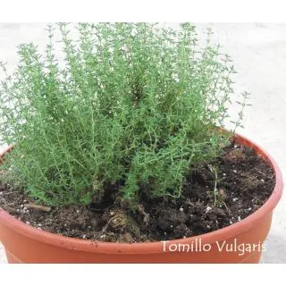 Compra TOMILLO VULGARIS COMPACTA (126 Plantas). en la tienda online Fito Agrícola