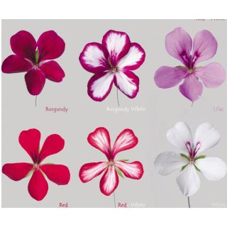 Compra GERANIO PELTATUM VILLETTA MIX (126 Plantas). en la tienda online Fito Agrícola