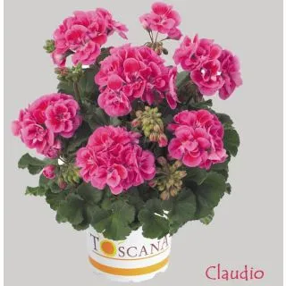 Compra GERANIO ZONALE TOSCANA DOLCE VITA ROSE EYE (CLAUDIO) HN (125 Plantas). en la tienda online Fito Agrícola