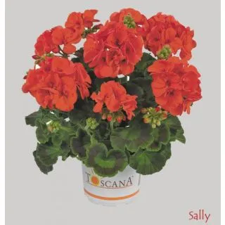 Compra GERANIO ZONALE TOSCANA ECO ORANGE (SALLY) HV (125 Plantas). en la tienda online Fito Agrícola