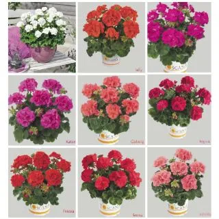 Compra GERANIO ZONALE TOSCANA MIX HV (126 Plantas). en la tienda online Fito Agrícola