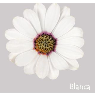 Compra OSTEOSPERMUM ASTRA WHITE (126 Plantas). en la tienda online Fito Agrícola