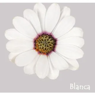 Compra OSTEOSPERMUM ASTRA WHITE (126 Plantas). en la tienda online Fito Agrícola