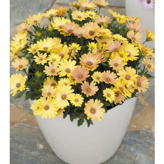 Compra OSTEOSPERMUM CAPE DAISY MAGIC SUNRISE (125 Plantas). en la tienda online Fito Agrícola