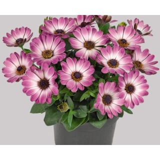 Compra OSTEOSPERMUM ASTRA ROSE WHITE (125 Plantas). en la tienda online Fito Agrícola