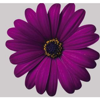 Compra OSTEOSPERMUM CAPE DAISY MASERU (125 Plantas). en la tienda online Fito Agrícola