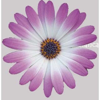 Compra OSTEOSPERMUM CAPE DAISY ROSA BICOLOR (125 Plantas). en la tienda online Fito Agrícola