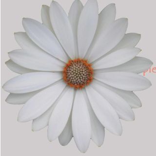 Compra OSTEOSPERMUM CAPE DAISY WHITE (126 Plantas). en la tienda online Fito Agrícola