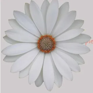 Compra OSTEOSPERMUM CAPE DAISY WHITE (126 Plantas). en la tienda online Fito Agrícola