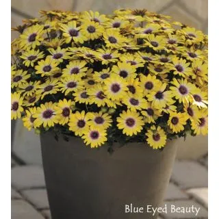 Compra OSTEOSPERMUM CAPE DAISY SERENITY BLUE EYED BEAUTY (125 Plantas). en la tienda online Fito Agrícola
