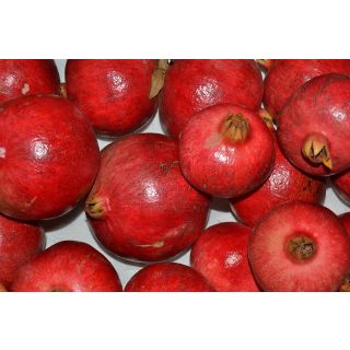 Compra GRANADO WONDERFULL en la tienda online Fito Agrícola