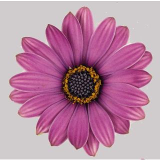 Compra OSTEOSPERMUM ASTRA ROSE MAGIC (125 Plantas). en la tienda online Fito Agrícola