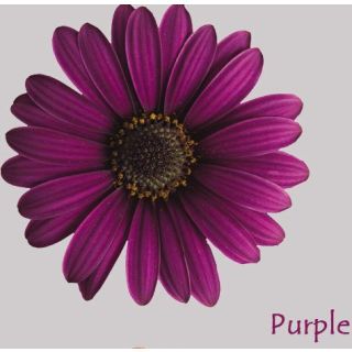 Compra OSTEOSPERMUM ASTRA PURPLE (125 Plantas). en la tienda online Fito Agrícola