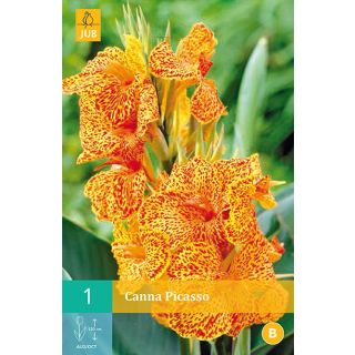 Compra CANNA PICASSO en la tienda online Fito Agrícola