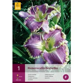 Compra HEMEROCALLIS BESTSELLER en la tienda online Fito Agrícola