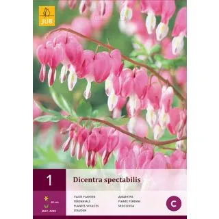 Compra DICENTRA SPECTABILIS en la tienda online Fito Agrícola